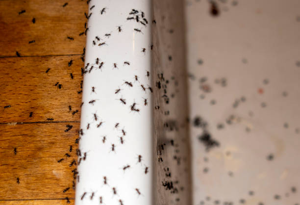 Best Residential Pest Control  in Oyster Creek, TX
